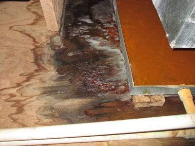 About Black Mold Removal Lincolnia - black mold removal experts in Lincolnia